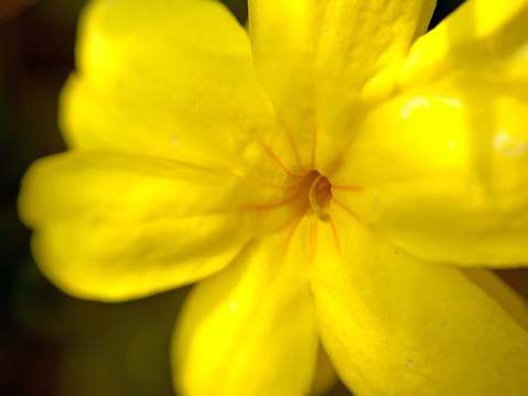 黄色迎春花花蕊微距特写