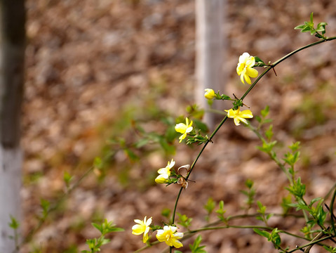 迎春花花枝