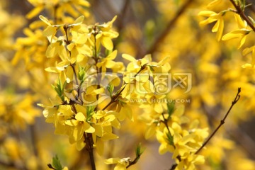 连翘花