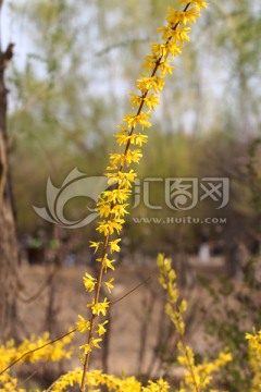 连翘花