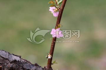 榆叶梅