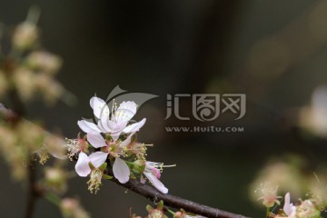 白色小花