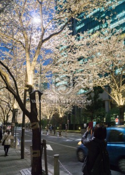 东京 六本木 樱花