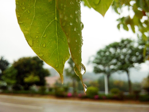 雨后树叶水滴