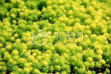 绿色植物 水草