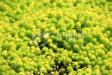 绿色植物 水草
