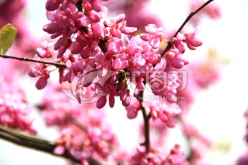 紫色花 蜜蜂采蜜