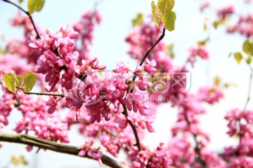 紫色花 蜜蜂采蜜