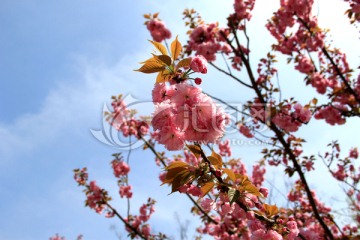 樱花