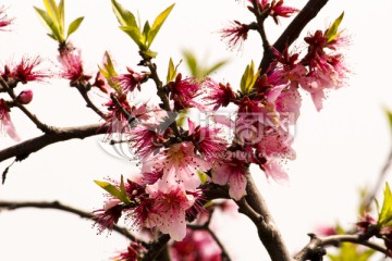 桃花 桃树 花朵 特写 植物