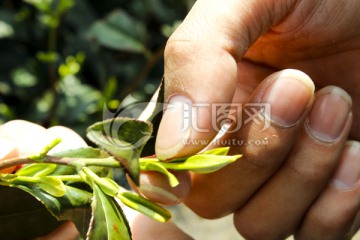 采茶 茶叶 茶园 茶场 茶树