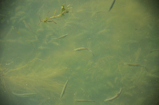 水草中的餐条鱼