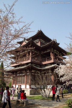 青龙寺 樱花