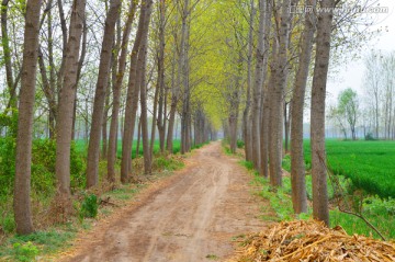 乡间小路