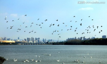 天鹅湖公园