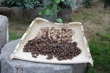 栗子 核桃
