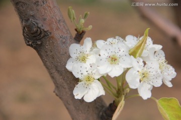 梨花