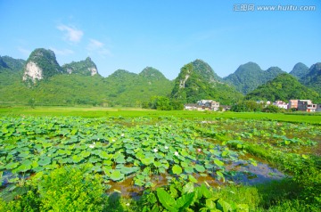 荷池 荷塘