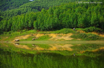 湖泊 水牛