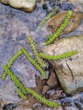 落花与流水