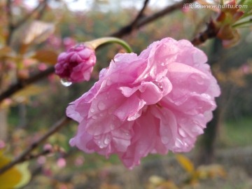 日本晚樱 重瓣樱花