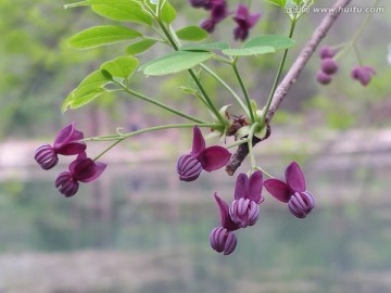 花藤 预知子花