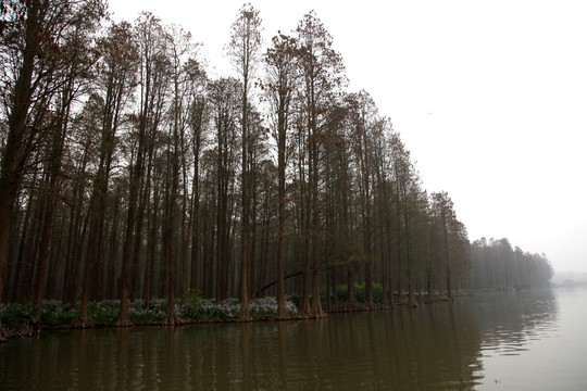 湖水树林