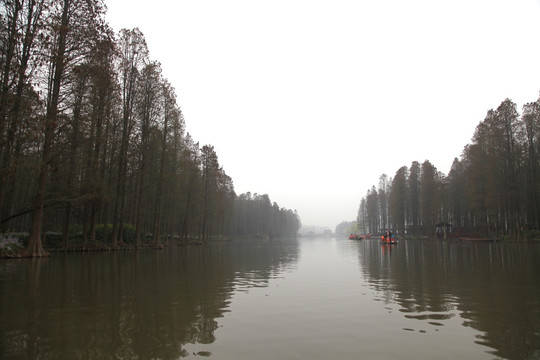 湖水树林
