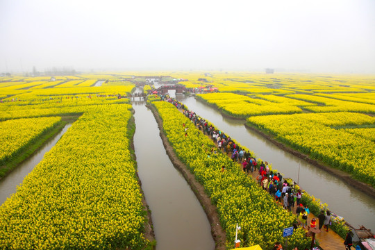 油菜花