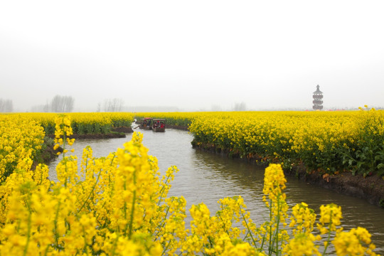 油菜花