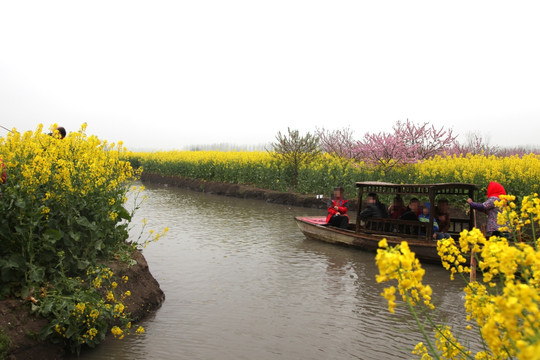 油菜花