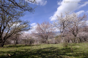 野生杏树林