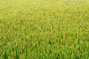 稻田