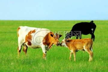 草原上的奶牛和小牛