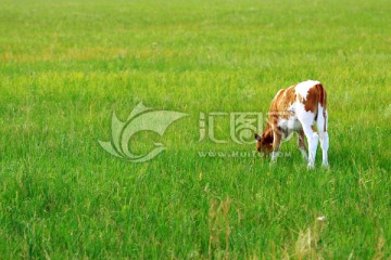 夏季草原牧场一头小牛