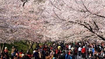 南京林业大学风光