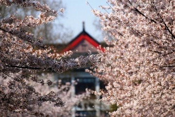 南京林业大学风光