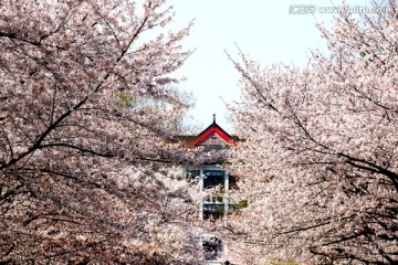 南京林业大学风光