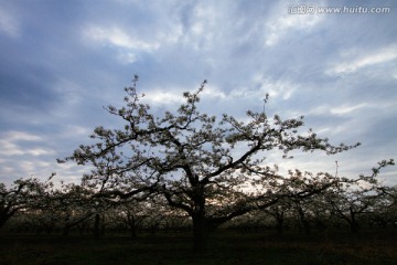 梨花树