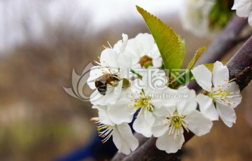 樱桃花 蜜蜂