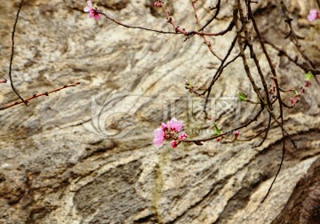 一朵桃花