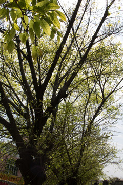 春回大地 道路边嫩绿的黄角树