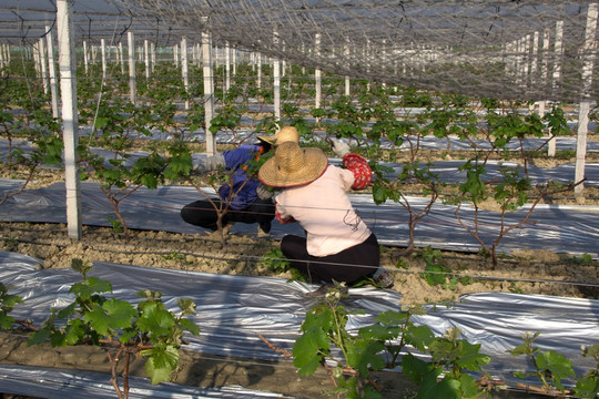 现代农业葡萄大棚种植 田间劳作