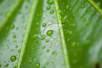 雨露 素材