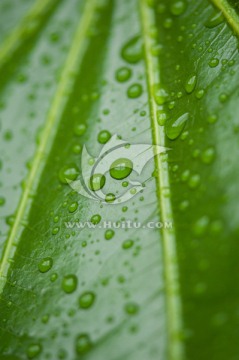 雨露 素材