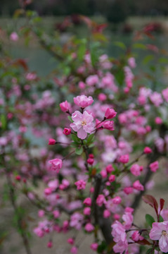 春天 海棠花