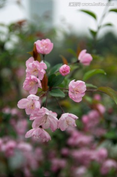 春天的花