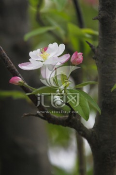 西府海棠 海棠花