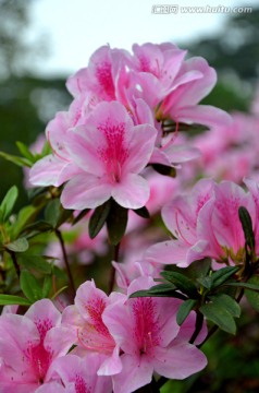 杜鹃花