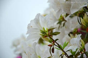 杜鹃花